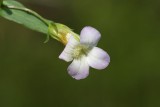 Hedge hyssop Gratiola officinalis boja milost_MG_2940-1.jpg