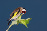 Goldfinch Carduelis carduelis liek_MG_4068-1.jpg