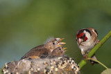 Goldfinch Carduelis carduelis liek_MG_4243-1.jpg