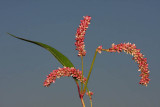 Curlytop knotweed Polygonum lapathifolium avjelistna dresen_MG_2745-1.jpg