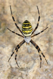 Wasp spider Argiope bruennichi osasti pajek_MG_5009-1.jpg