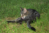 Domestic cat Felis silvestris catus domača mačka_MG_0970-1.jpg