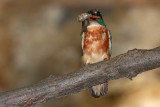 Kingfisher Alcedo athis vodomec_MG_5245-1.jpg