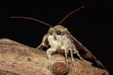 Pine hawk-moth Sphinx pinastri borov veec_MG_5177-1.jpg