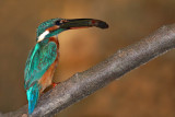 Kingfisher Alcedo athis vodomec_MG_5232-1.jpg