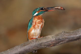 Kingfisher Alcedo athis vodomec_MG_5029-1.jpg