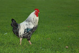 Cock rooster petelin_MG_24071-111.jpg