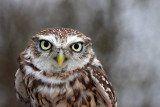 Little owl Athene noctua �uk_MG_3759-11.jpg