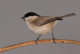 Marsh tit Poecile palustris movirska sinica_MG_4305-11.jpg