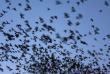 Jackdaw Corvus monedula on roost kavka_MG_4652-11.jpg