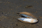 Swan mussel Anodonta cygnea jezerska brezzobka_MG_5828-11.jpg