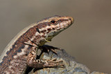 Common wall lizard Podarcis muralis pozidna kuarica_MG_8442-11.jpg