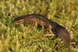 Smooth newt Lissotrition (Triturus) vulgaris navadni pupek_MG_9246-11.jpg