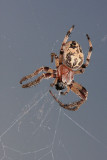 Garden spider  Araneus krievec_MG_0060-11.jpg