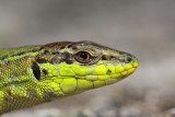 Italian wall lizard Podarcis siculus primorska kuarica_MG_8953-11.jpg