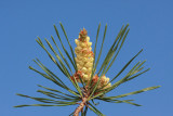 Scots pine Pinus sylvestris rdeči bor_MG_1668-11.jpg