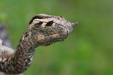 Nose-horned viper Vipera ammodytes modras_MG_1450-11.jpg