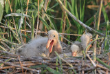 Youngs on the nest mladii na gnezdu_MG_0970-11.jpg