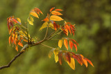 Walnut Juglans regia navadni oreh_MG_1060-11.jpg