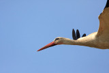 White stork Ciconia ciconia bela torklja_MG_0772-11.jpg