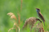 Great reed warbler Acrocephalus arundinaceus rakar_MG_0751-11.jpg