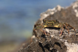 Green crab Carcinus mediterraneus obrena rakovica_MG_3411-11.jpg