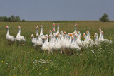 Domestic geese domae gosi_MG_0335-11.jpg