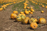 Oilseed pumpkin Cucurbita pepo oljna bua_MG_3239-11.jpg