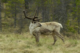 Reindeer Rangifer tarandus severni jelen-0031-11.jpg
