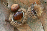 Sweet chestnut Castanea sativa pravi kostanj_MG_7764-11.jpg