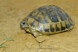 Spur-thighed tortoise Testudo graeca mavrska kornjača -0021.jpg