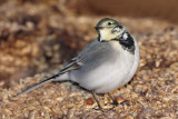 White wagtail Motacilla alba bela pastirica_MG_8902-11.jpg