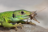 Western green lizard Lacerta bilineata zahodnoevropski zelenec_MG_6395-11.jpg