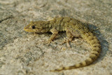 Kotschys Gecko Mediodactylus kotschyi egejski goloprstnik-0083-11.jpg