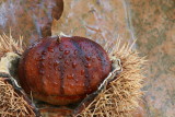 Sweet chestnut Castanea sativa pravi kostanj_MG_7791-11.jpg