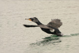 Great cormorant Phalacrocorax carbo veliki kormoran_MG_9739-11.jpg