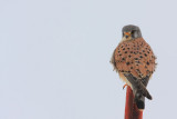Common kestrel Falco tinnunculus navadna postovka_MG_0003-11.jpg