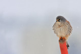 Common kestrel Falco tinnunculus navadna postovka_MG_0029-11.jpg