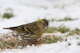 Eurasian siskin Carduelis spinus čiľek_MG_0374-11.jpg