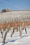 Vineyard in winter vinograd pozimi_MG_6361-11.jpg