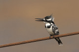 Pied kingfisher Ceryle rudis črnobeli pasat_MG_8182-11.jpg