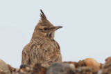 Crested lark Galerida cristata čopasti krjanec_MG_1515-11.jpg