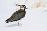 Lapwing Vanellus vanellus priba_MG_1213-11.jpg