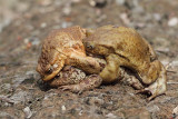 Common toad Bufo bufo navadna krastača_MG_1940-11.jpg