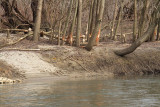 Beaver sings znaki bobra_MG_1486-11.jpg