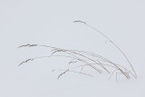Winter grass trava_MG_0327-11.jpg