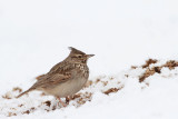 Crested lark Galerida cristata čopasti krjanec_MG_0804-11.jpg