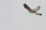 Common kestrel Falco tinnunculus navadna postovka_MG_0133-11.jpg