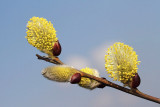 White willow Salix alba bela vrba_MG_1554-111.jpg