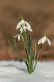 Common snowdrop Galanthus nivalis mali zvonček_MG_1429-11.jpg